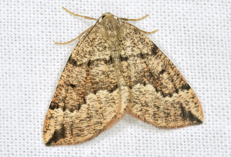 Geometridae - Pungeleria capreolaria